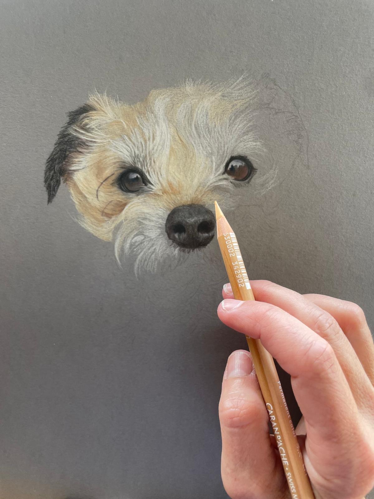 Pencil drawing of terrier