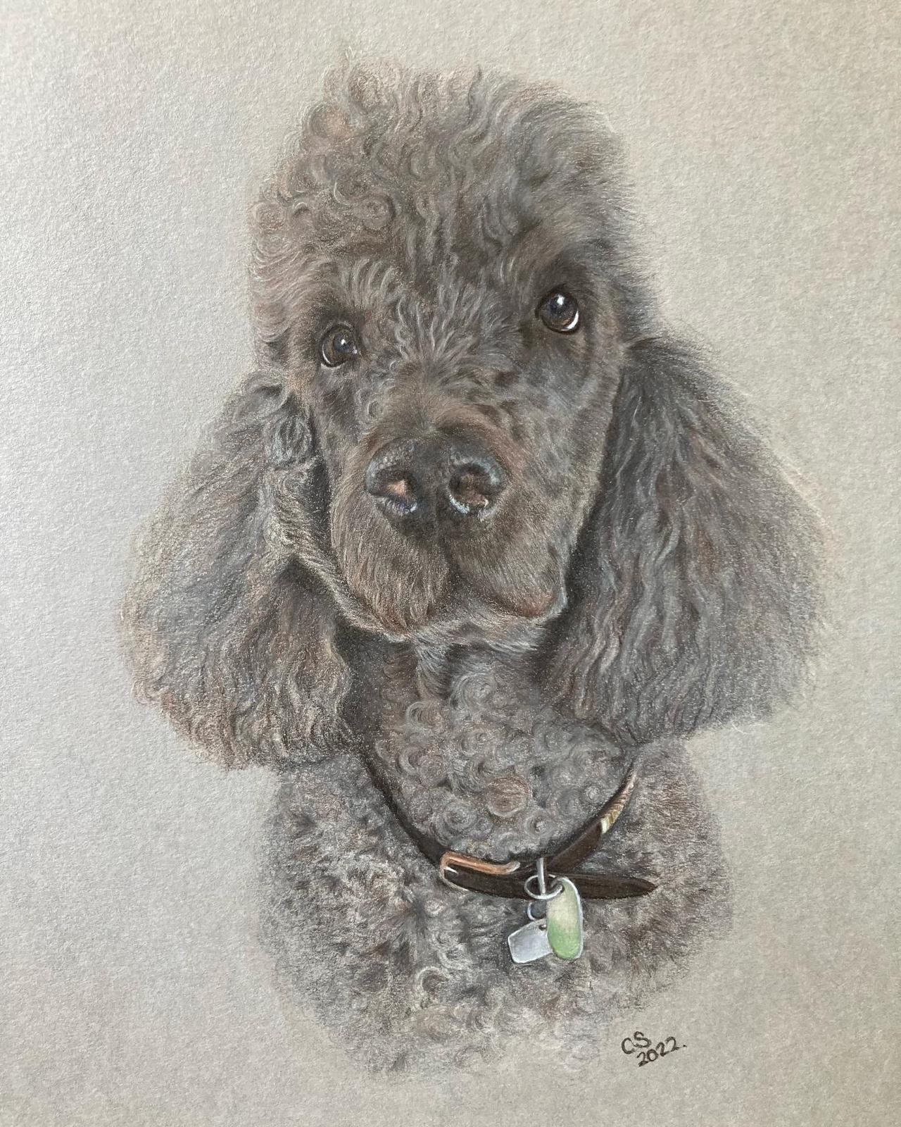 Standard poodle portrait